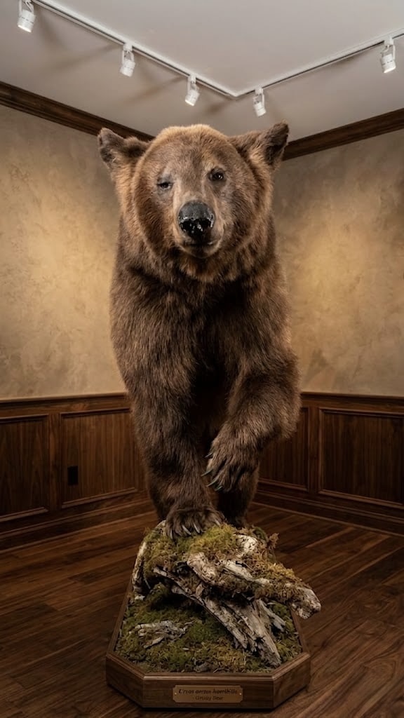 Bear taxidermy mount on a custom habitat base by Top View Taxidermy in Kenosha, Wisconsin