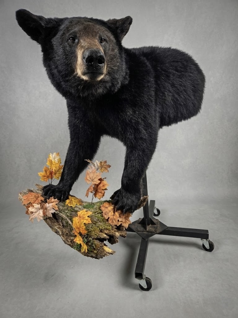 Black bear half-life-size mount finished with warm autumn color tones