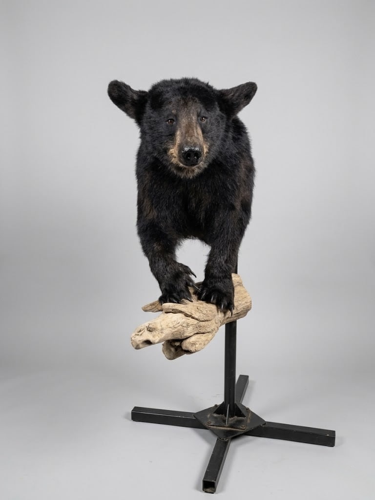 Black bear pedestal mount with a clean stand and a strong front pose