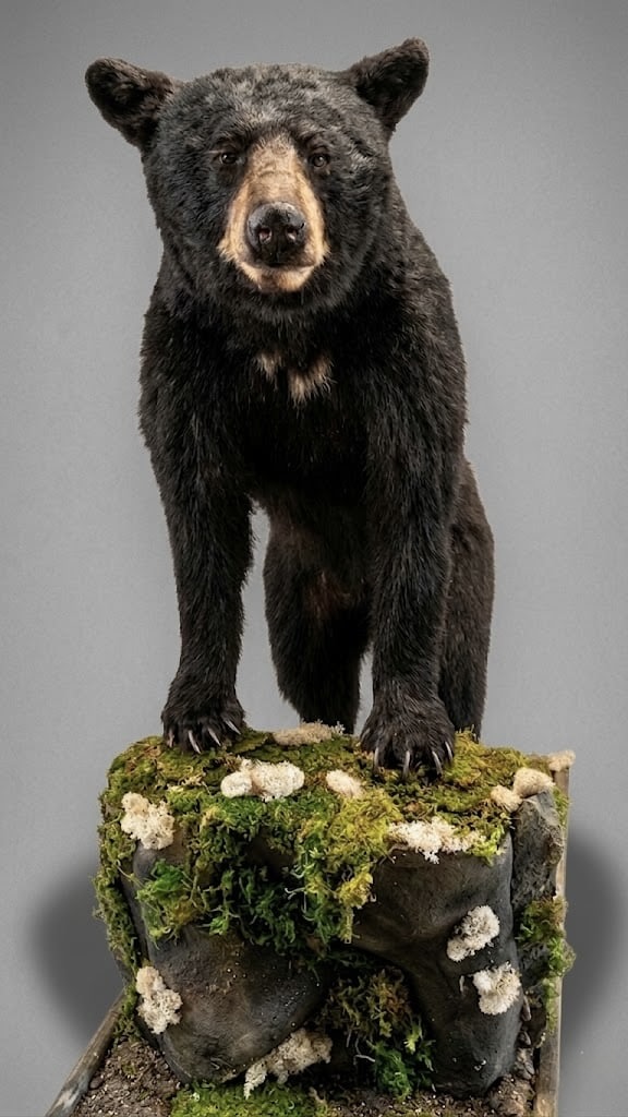 Black bear life-size mount in a strong pedestal pose with detailed facial work from nose to paw