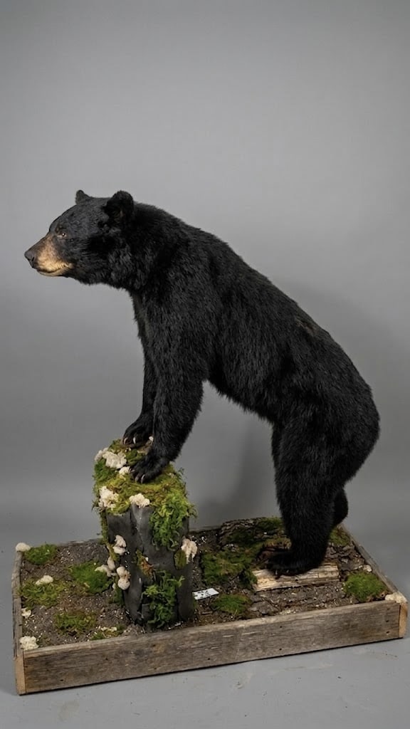 Black bear life-size mount in a side profile pose showing mass and attitude