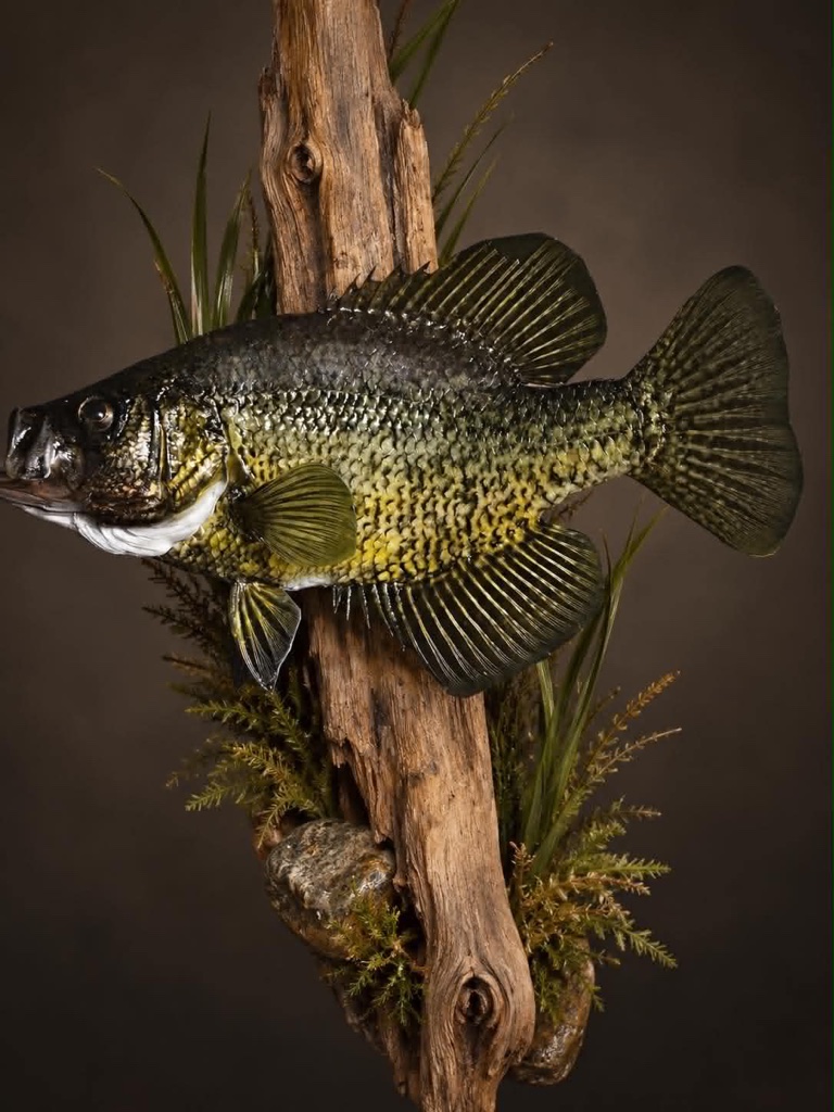 Black crappie skin mount on a driftwood base with grass, moss, and stone detail