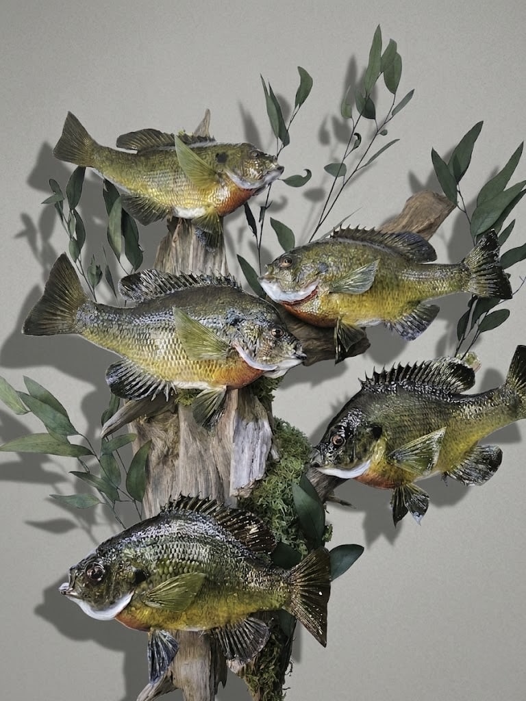 Bluegill multi-mount with a layered fish composition and clean paint transitions