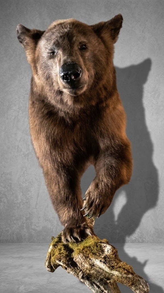 Brown bear life-size studio mount by Top View Taxidermy showing detailed fur work and a habitat base