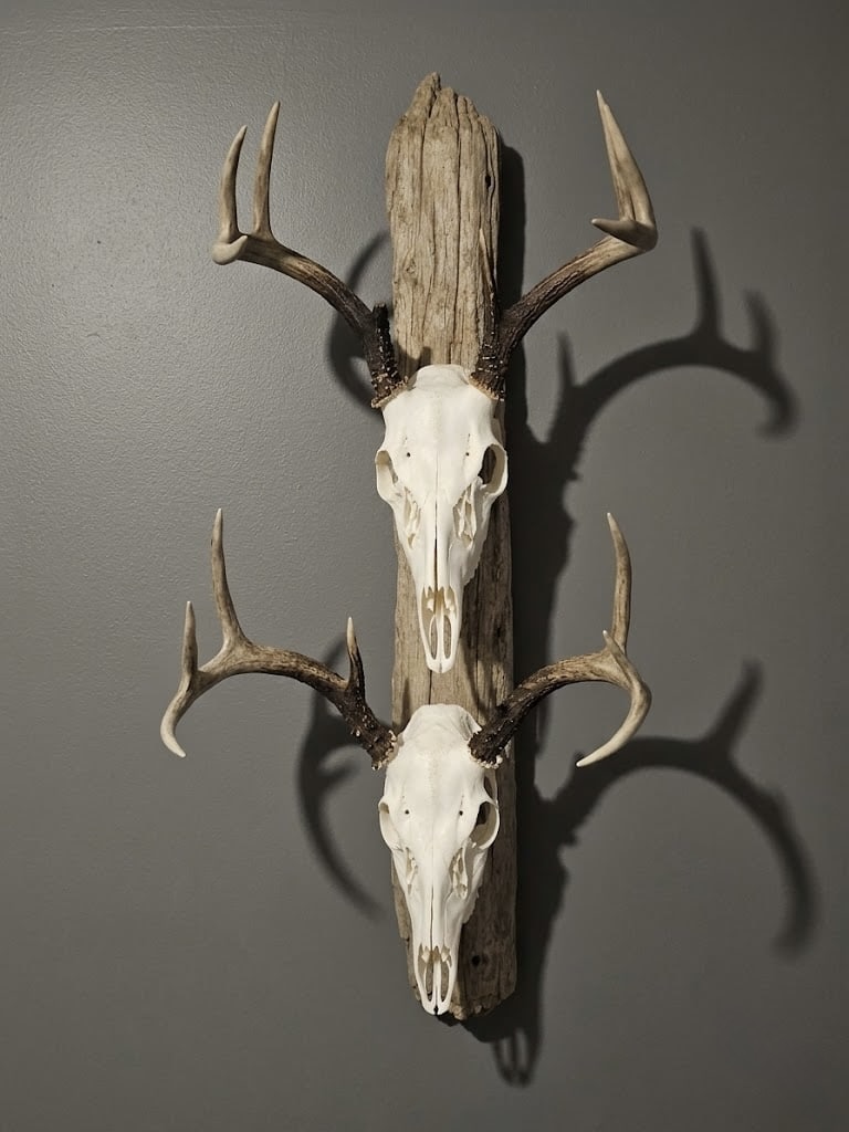 Double European skull mount with matched antler placement on a weathered wood backer