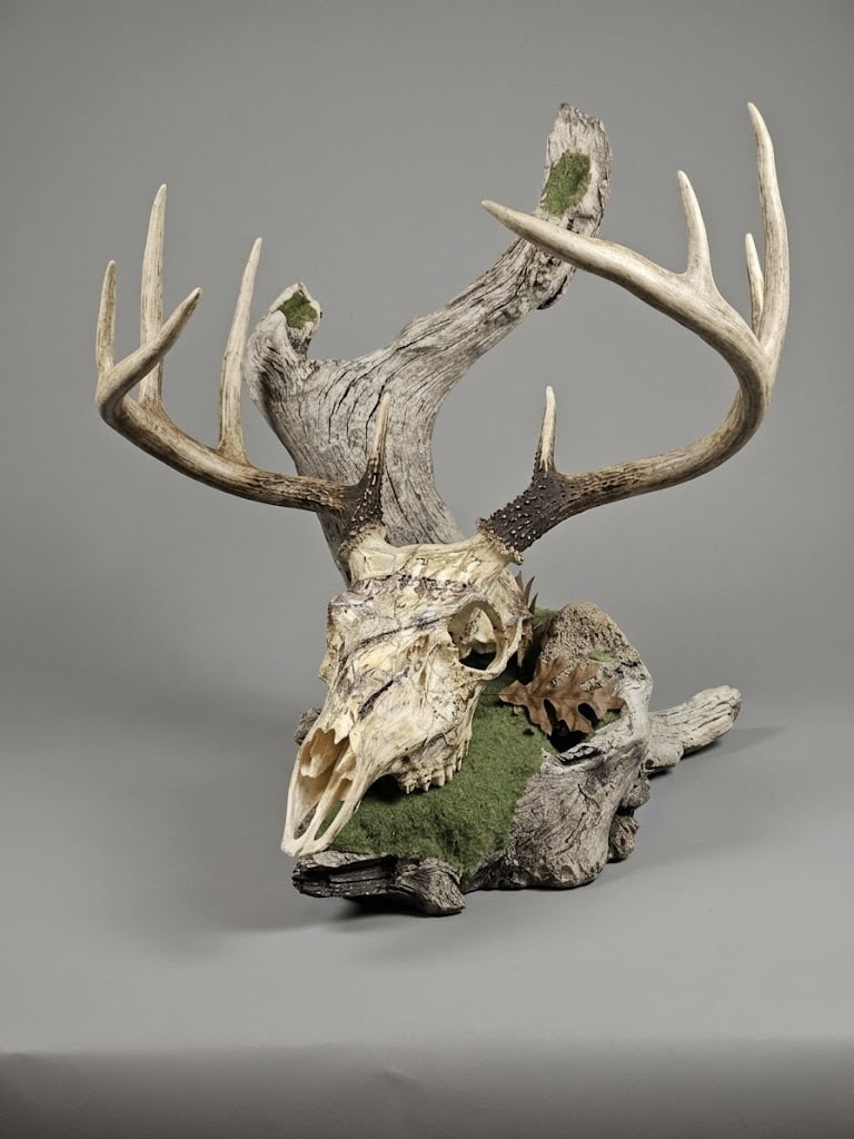 European skull mount on a habitat base for added presence