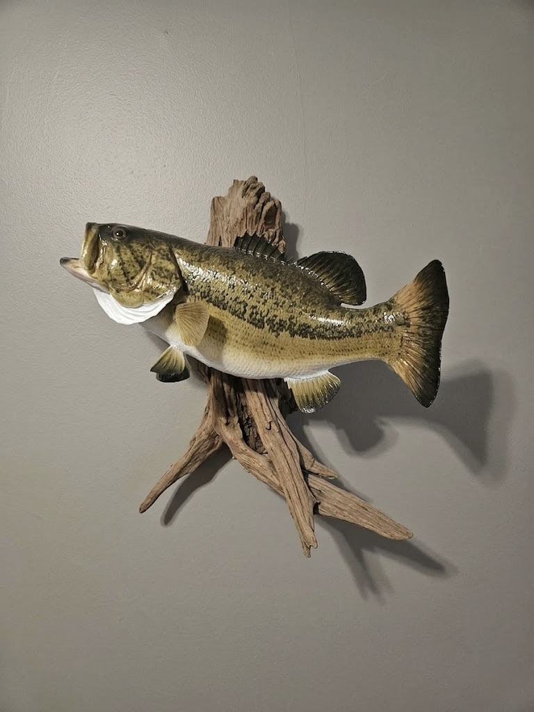 Largemouth bass wall mount on natural driftwood with detailed fin work