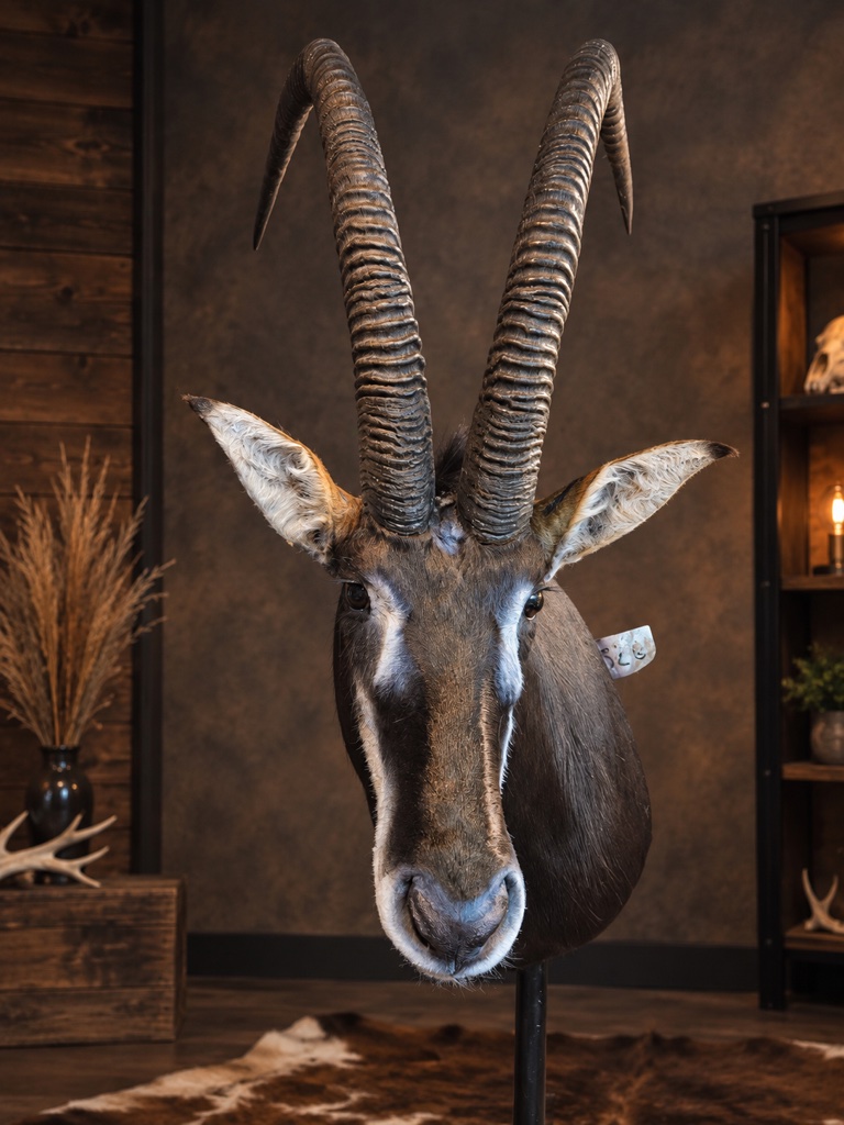 Sable antelope pedestal mount facing forward, showing the tall ringed horns and white facial markings