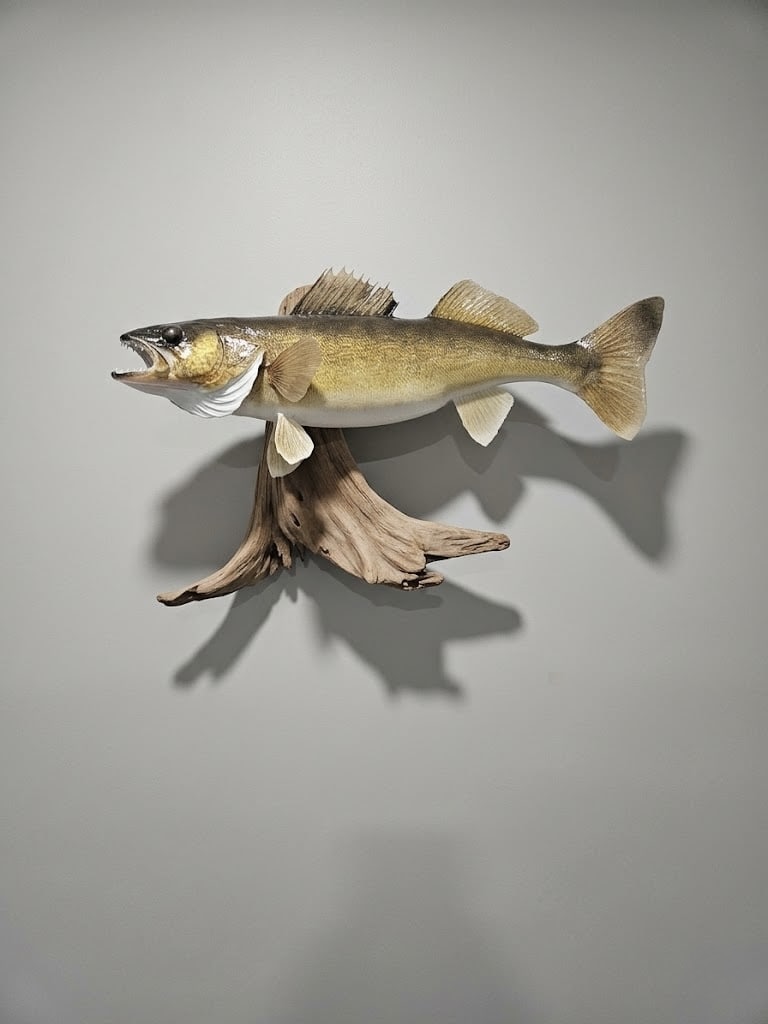 Walleye skin mount on natural driftwood with shadow lines framing the fish