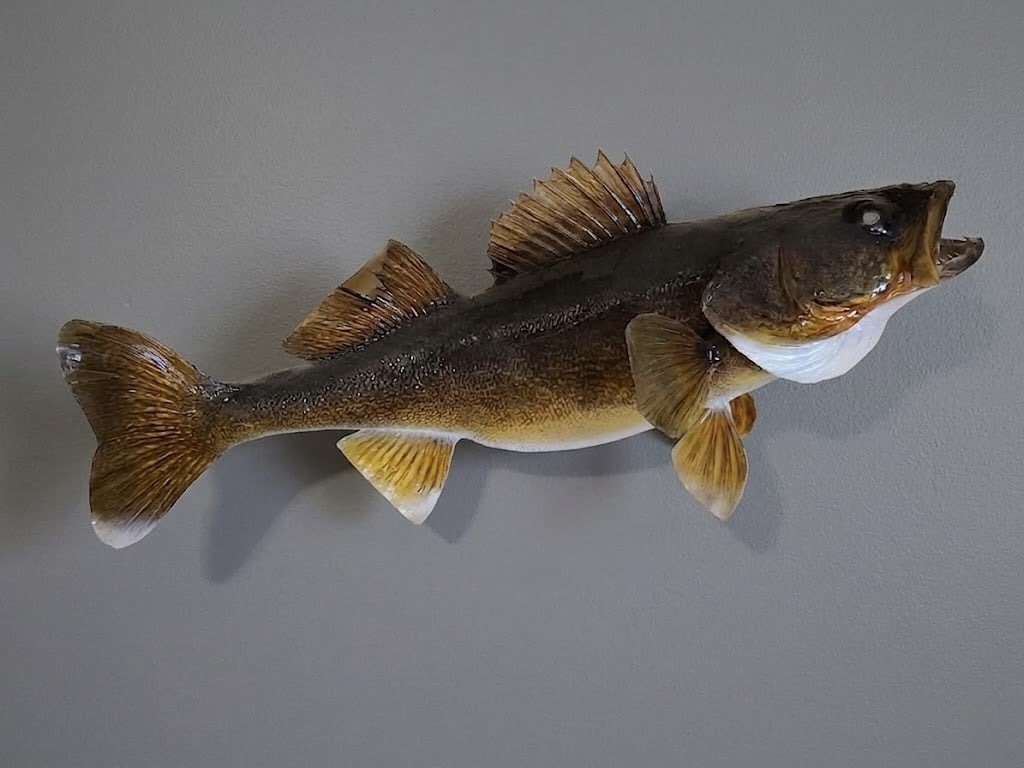 Walleye skin mount with subtle paint work on a clean driftwood base