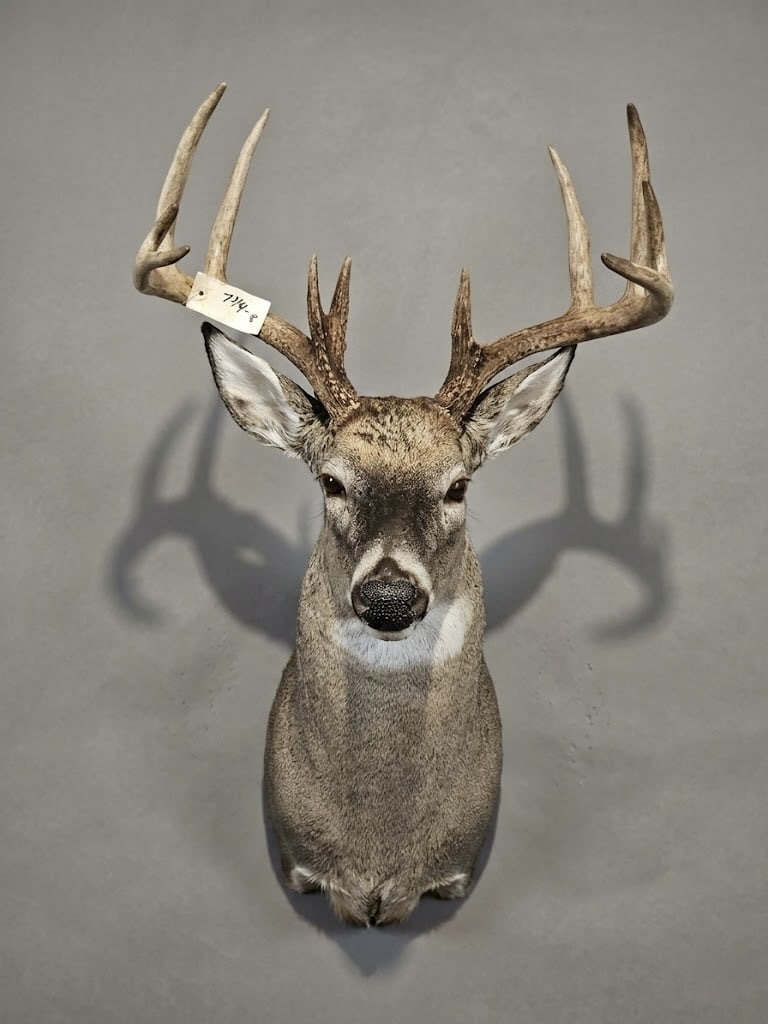 Whitetail shoulder mount with strong symmetry and crisp nose detail