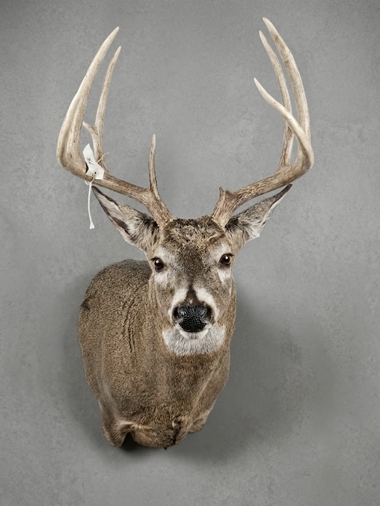 Whitetail buck shoulder mount by Top View Taxidermy in Kenosha, Wisconsin, with a balanced ear set and an alert expression