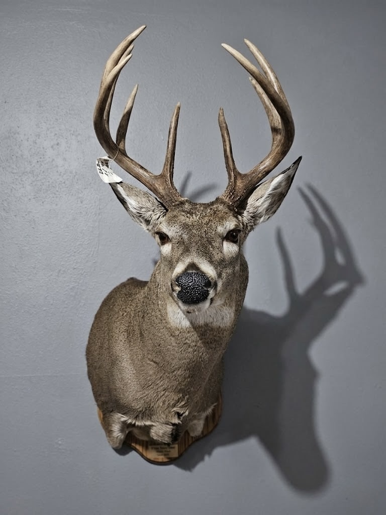 Whitetail shoulder mount with a forward-facing expression and tight cape fit