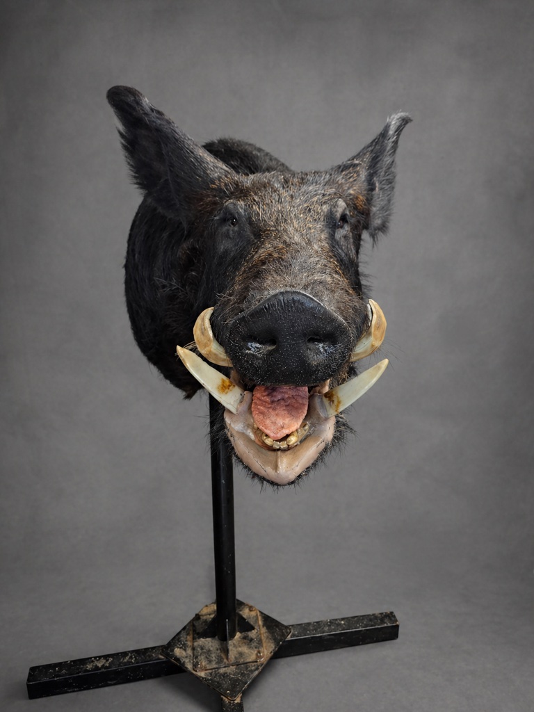 Wild boar shoulder mount in a front-facing pose showing the tusks and coarse hair detail