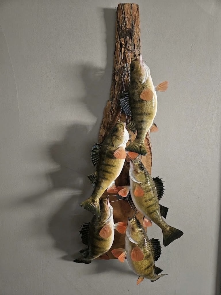 Yellow perch multi-mount in a staggered stringer layout with motion across every fish