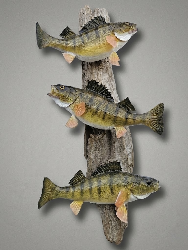 Yellow perch multi-mount with three fish layered for height and balance